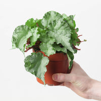 Begonia luzonensis