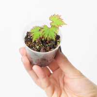 begonia lyallii f. masoalensis