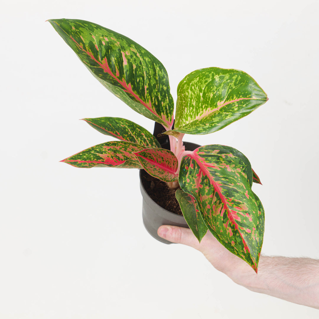 Aglaonema 'Lychee Red' - GROW TROPICALS