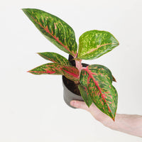 Aglaonema 'Lychee Red'