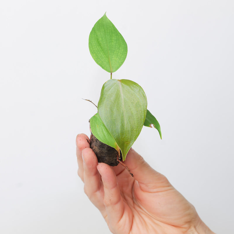 Philodendron lynamii / devansayeanum Plants GrowTropicals