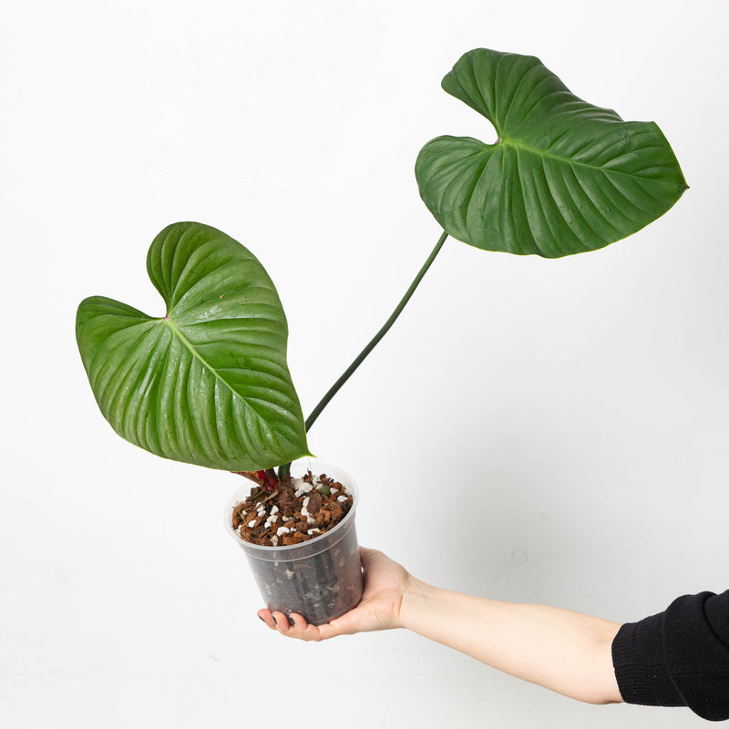 Philodendron lynamii / devansayeanum Large Established Plant Plants GrowTropicals