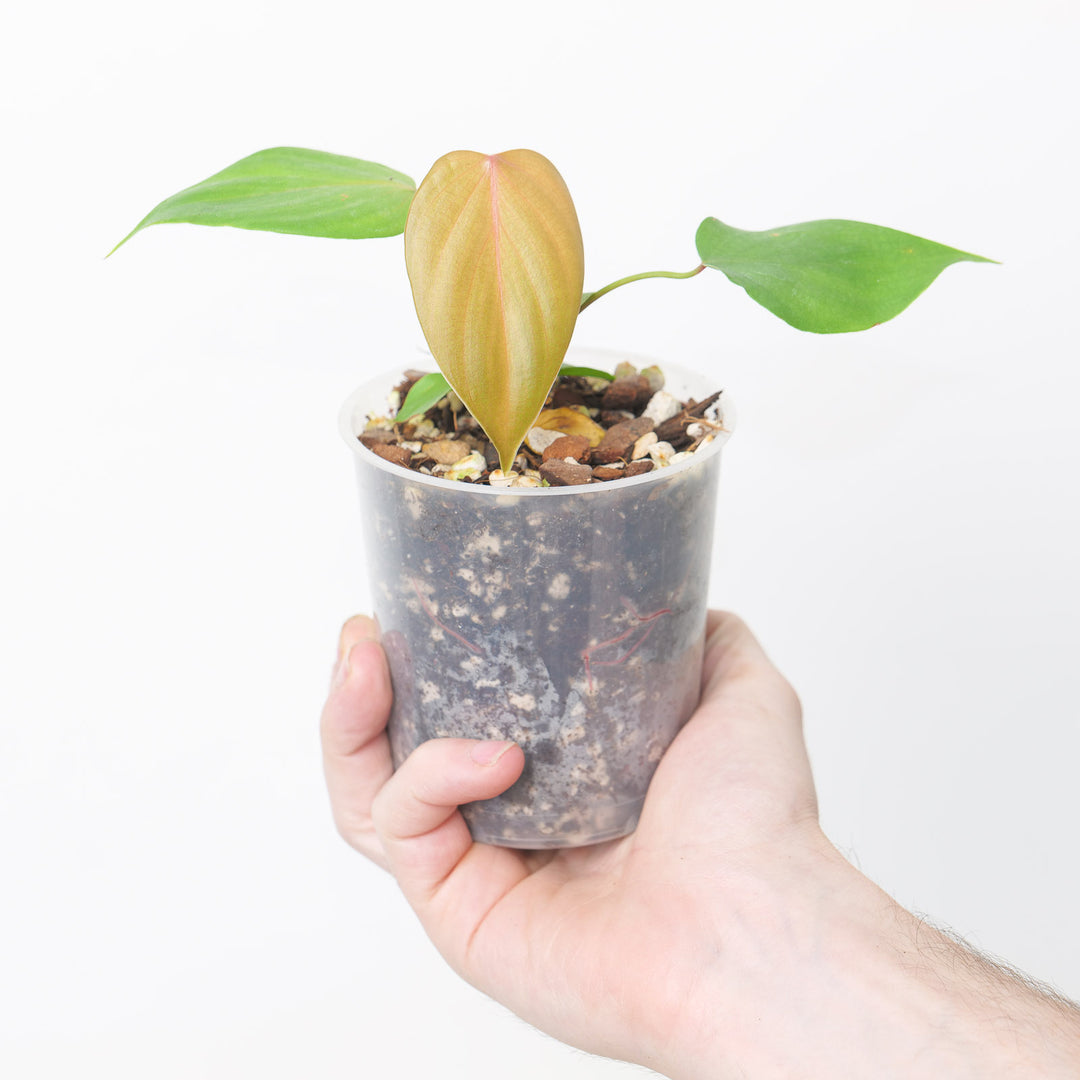 philodendron lynamii for sale Philodendron lynamii / devansayeanum