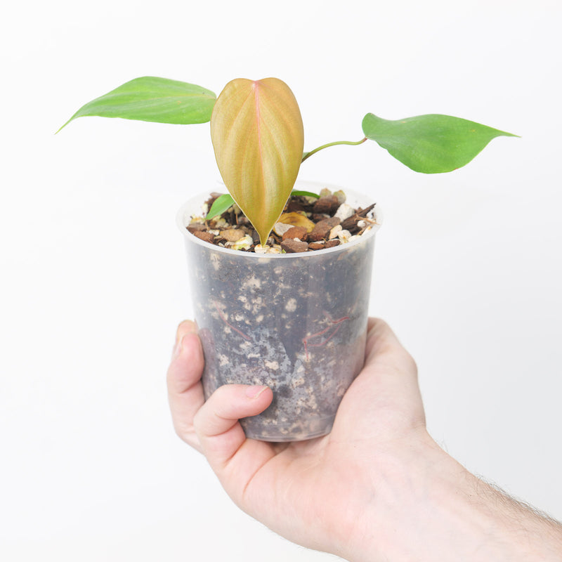 Philodendron lynamii / devansayeanum — 9cm