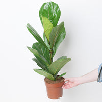 Ficus lyrata