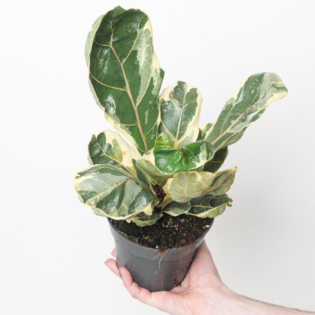 Ficus lyrata Variegated | Variegated Fiddle Leaf Fig Plants GrowTropicals