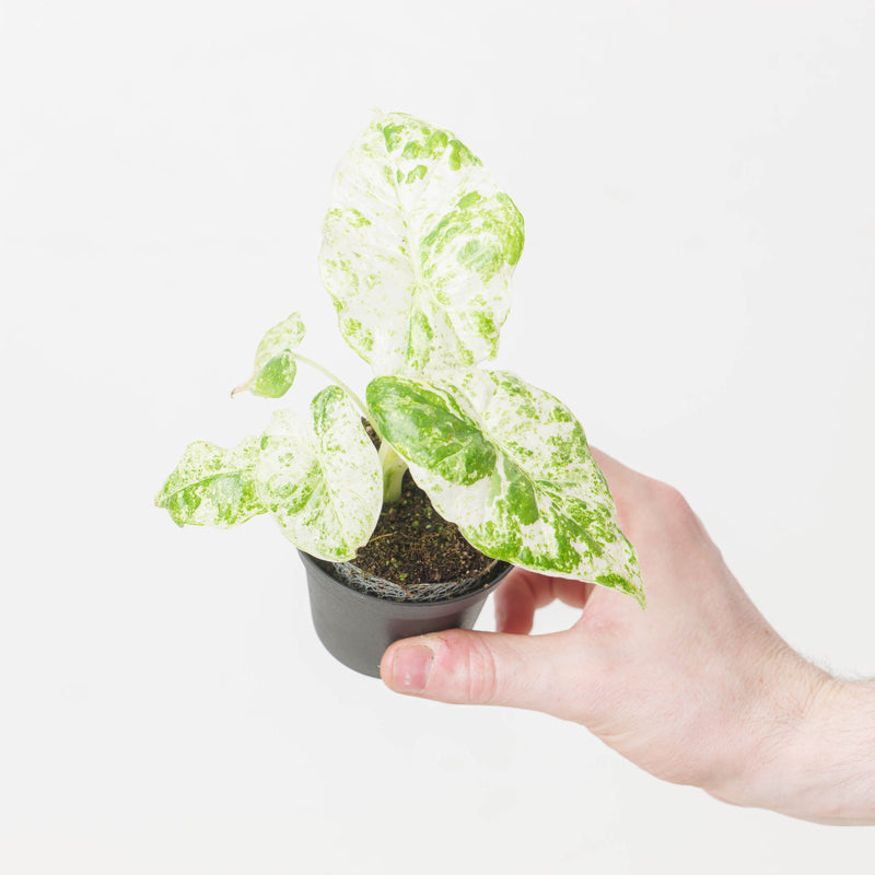 Alocasia macrorrhiza 'Splash Variegated' — 6cm