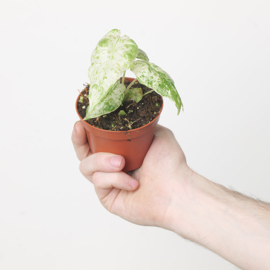 Alocasia macrorrhiza 'Splash Variegated' 8cm Plants GrowTropicals