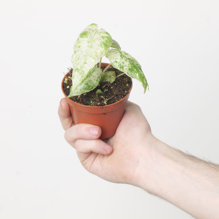 Alocasia macrorrhiza 'Splash Variegated' 8cm Plants GrowTropicals