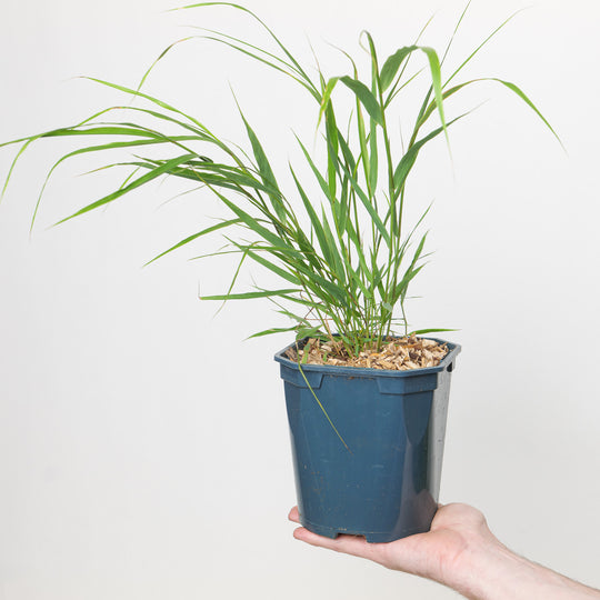 Hakonechloa macra 17cm / 2L Plants - Outdoor GROW TROPICALS
