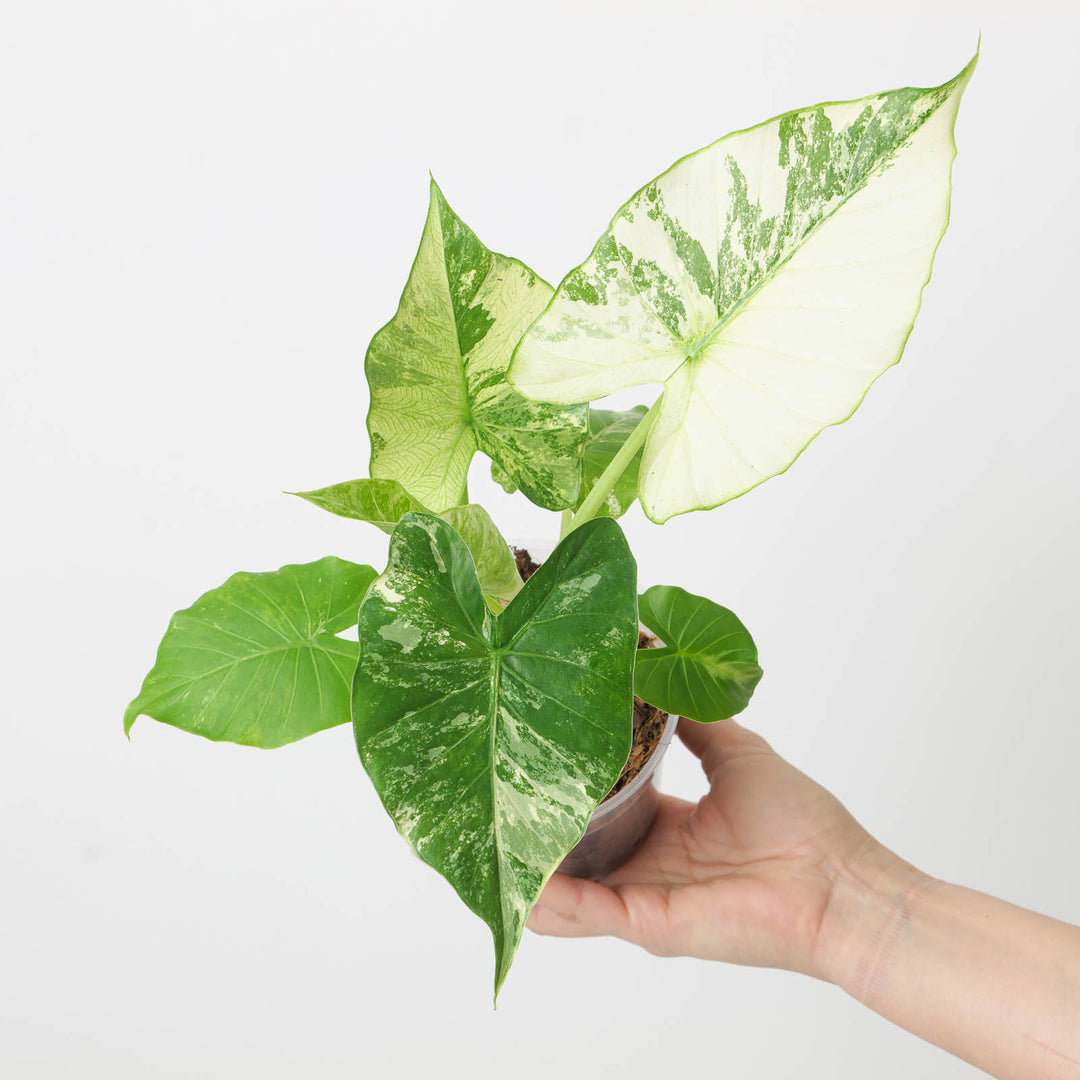 Alocasia macrorrhiza 'Sectoral Variegated' - GROW TROPICALS