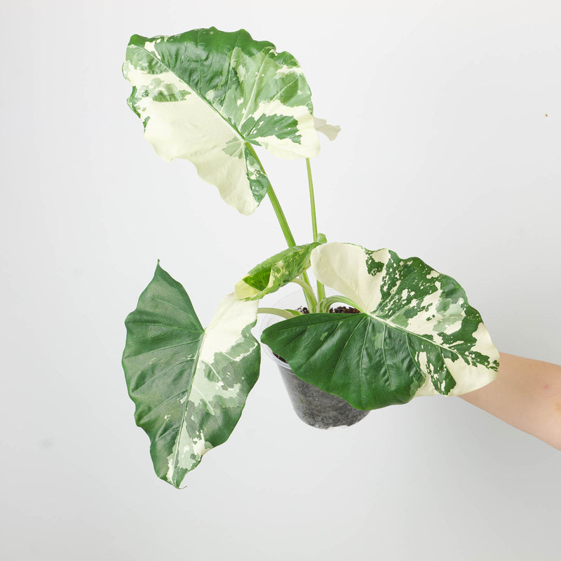 Alocasia macrorrhiza 'Sectoral Variegated' 17cm Plants GrowTropicals