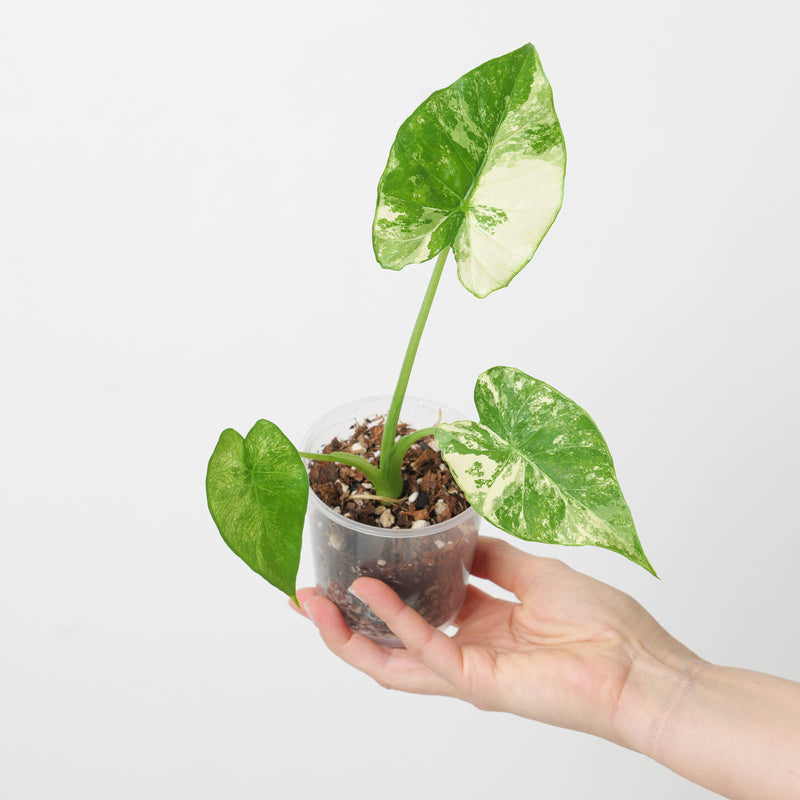 Alocasia macrorrhiza 'Sectoral Variegated' — 9cm