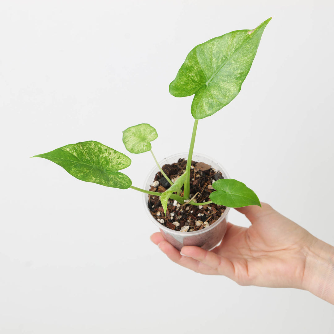 Alocasia macrorrhiza 'Mint Variegated' - GROW TROPICALS