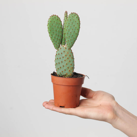 Opuntia macrocalyx 8.5cm Plants GrowTropicals
