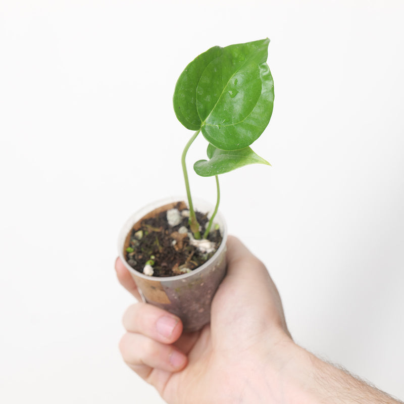 Anthurium Macrolobium (Acclimated)