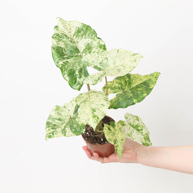 Alocasia macrorrhiza 'Splash Variegated' Plants GrowTropicals