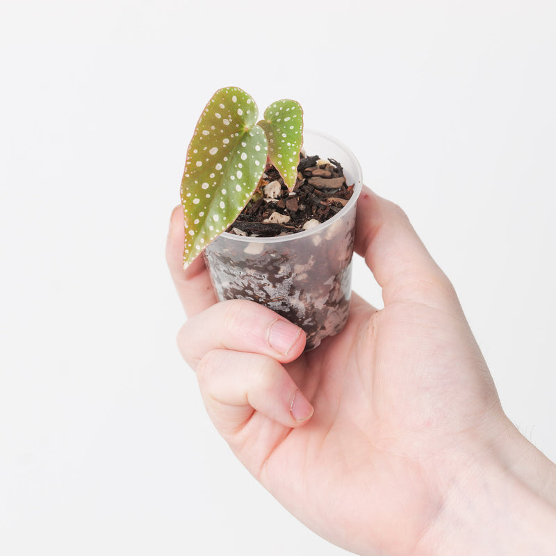 Begonia maculata (Brazilian Form) — 6cm