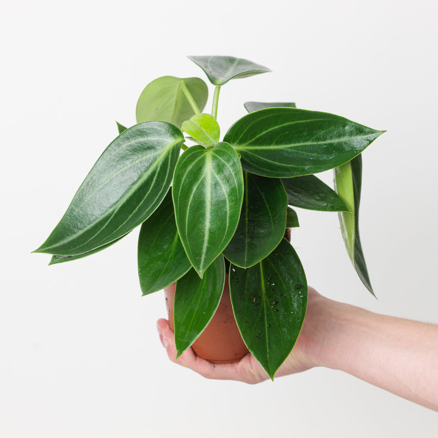 Peperomia maculosa 'Vanilla' - GROW TROPICALS