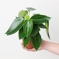 Peperomia maculosa 'Vanilla'