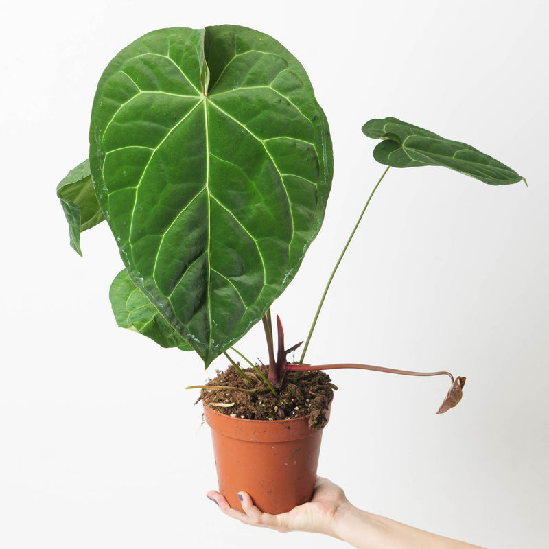 Anthurium magnificum x crystallinum 17cm Plants GrowTropicals