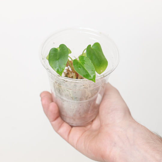 Anthurium Mag x Dark Phoenix (Plantlet) Plants GrowTropicals