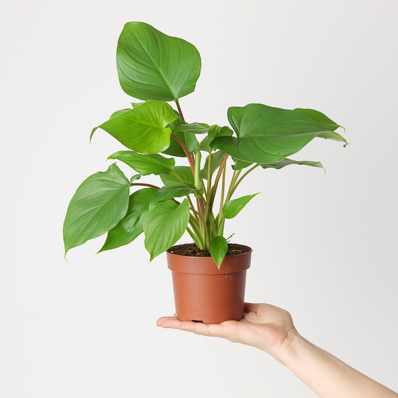 Homalomena rubescens Maggy 12cm Plants GrowTropicals