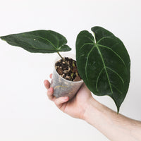 Anthurium magnificum × hoffmannii