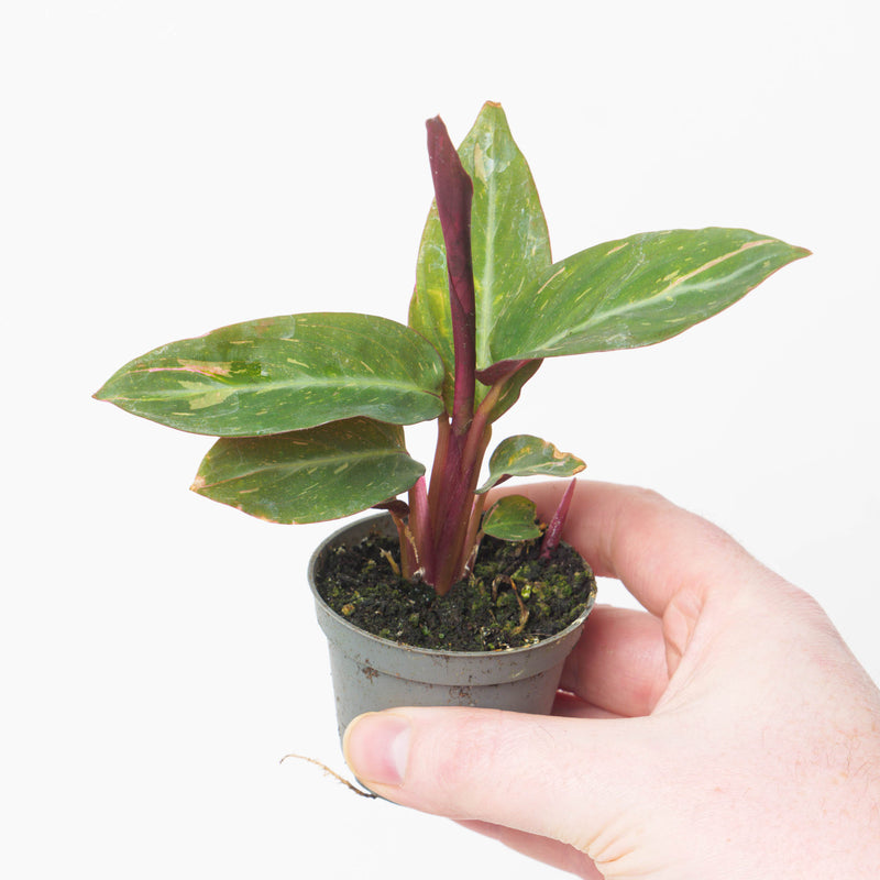 Stromanthe sanguinea 'Magic Star' Plants GrowTropicals