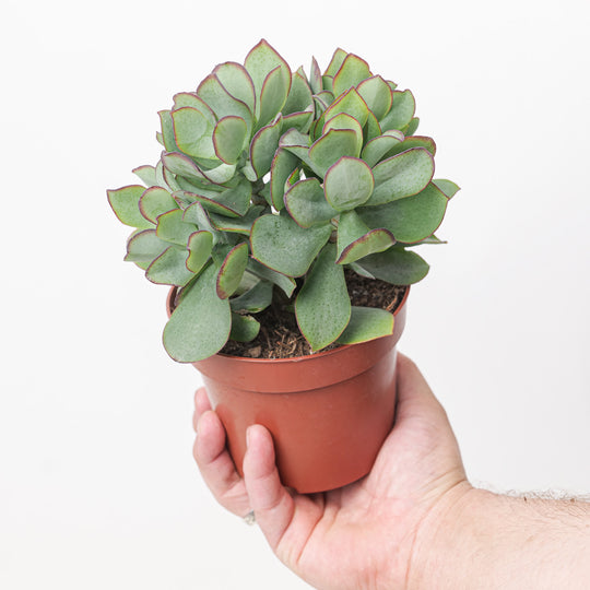 Crassula arborescens 'Magic' (Ripple Jade) Plants GrowTropicals