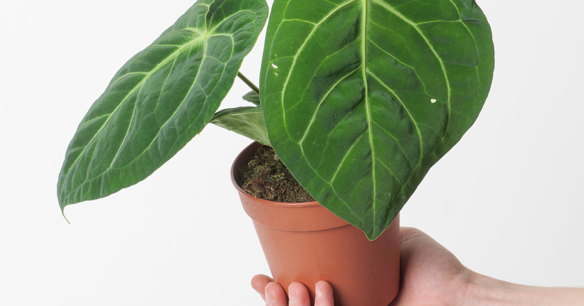 anthurium mehani Anthurium magnificum | Plants