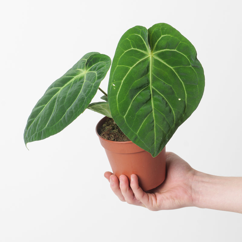 Imperfect Anthurium magnificum Plants GrowTropicals