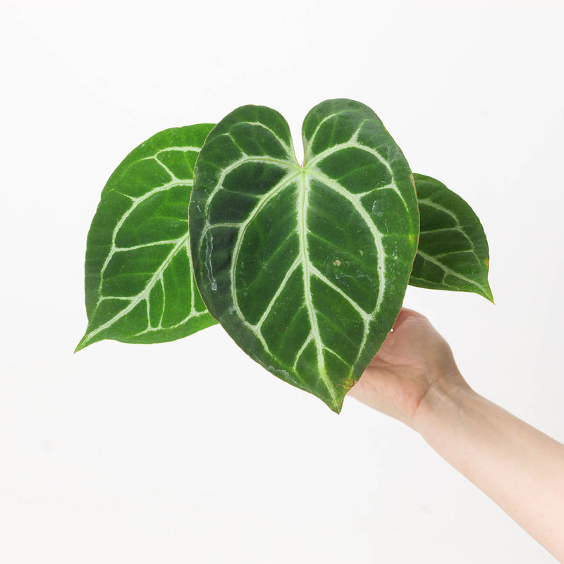 Imperfect Anthurium magnificum — 12cm Imperfect