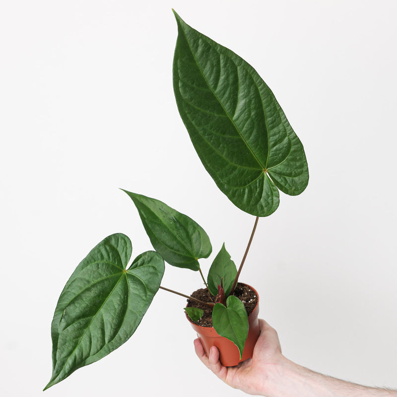 Anthurium magnificum x nigrolaminum 'Gigi' 10.5cm Plants GrowTropicals