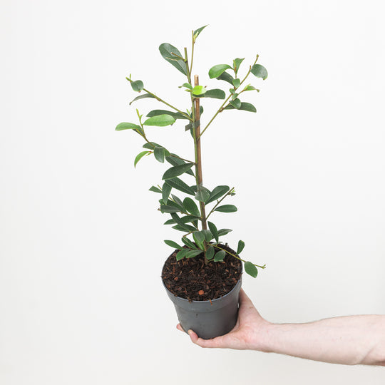 Magnolia laevifolia 'Honey Velvet' Plants - Outdoor GROW TROPICALS