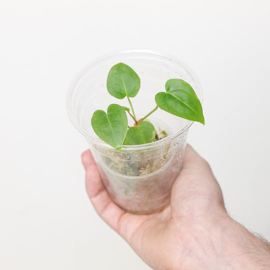 Anthurium Mag x Papi (Plantlet) Plants GrowTropicals