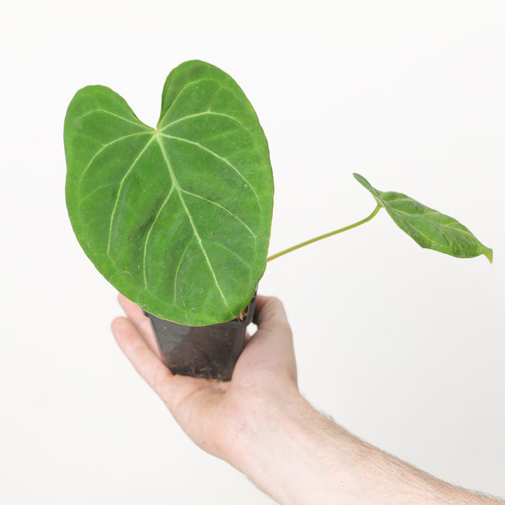 Anthurium magnificum x papillilaminum 7cm Plants GrowTropicals