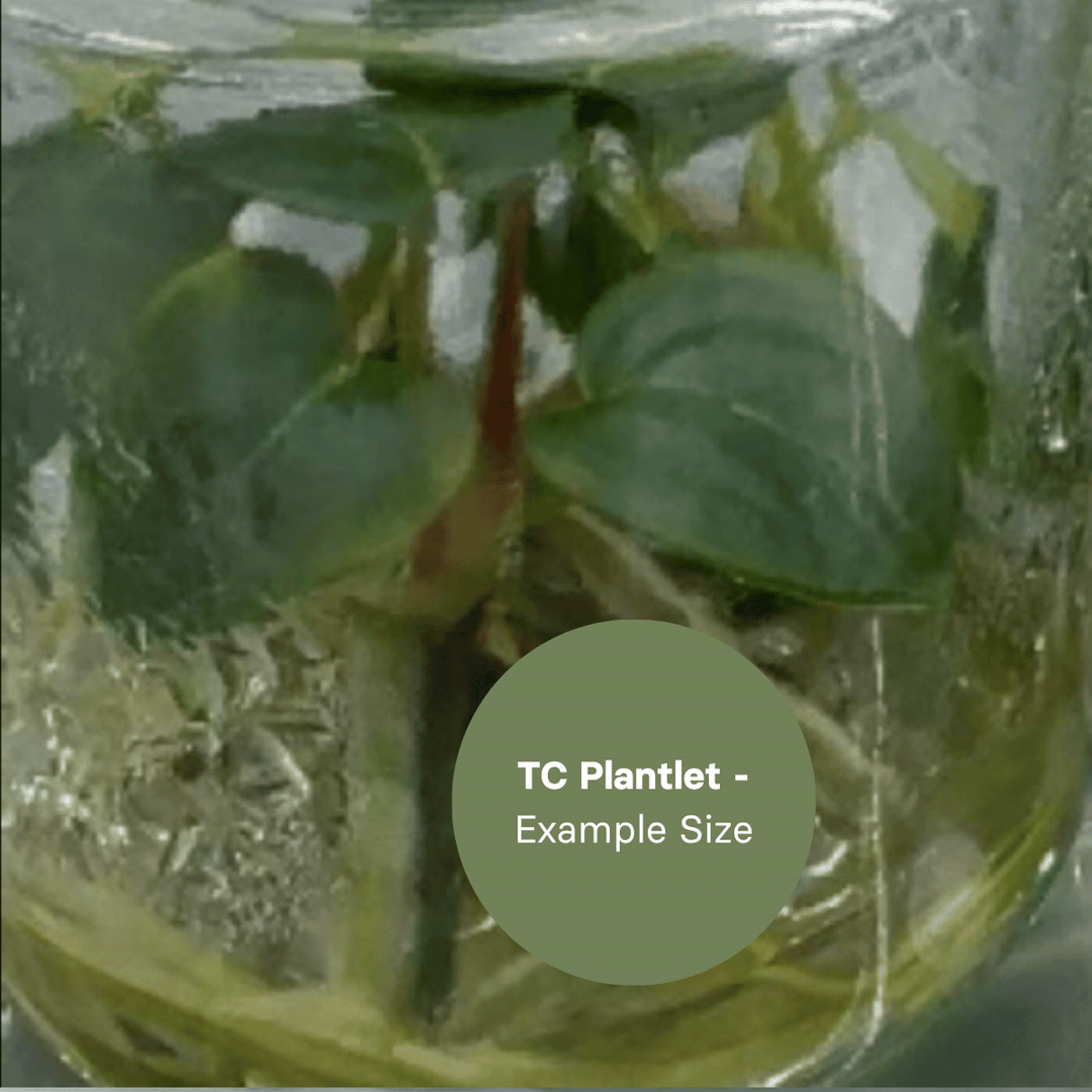 Anthurium Magnificum x Regale (TC Plantlet) - Preorder Plants GrowTropicals