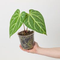 Anthurium magnificum x