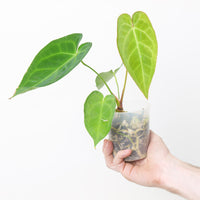 Anthurium magnificum x forgetii