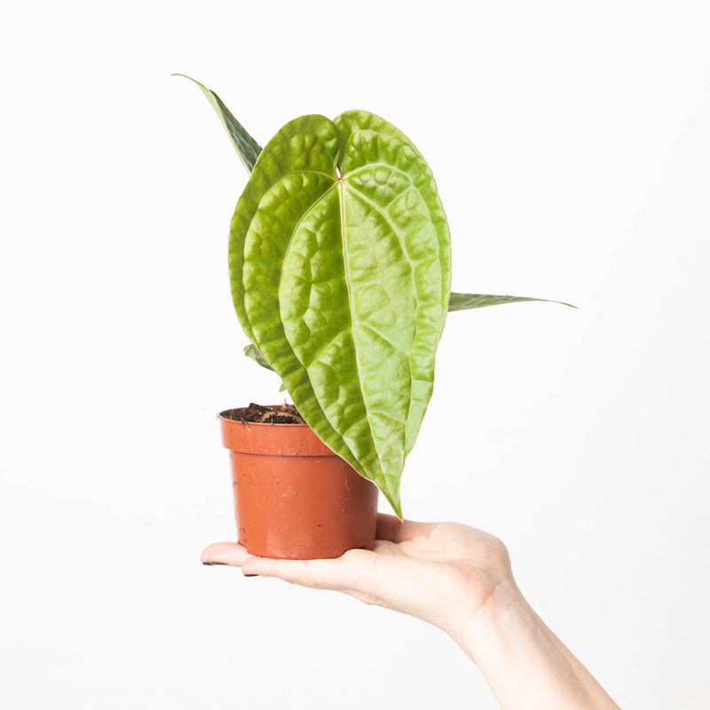 Anthurium magnificum x luxurians 10.5cm Plants GrowTropicals