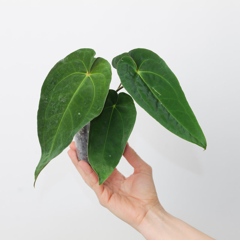 Anthurium magnificum x papillilaminum GY Plants GrowTropicals