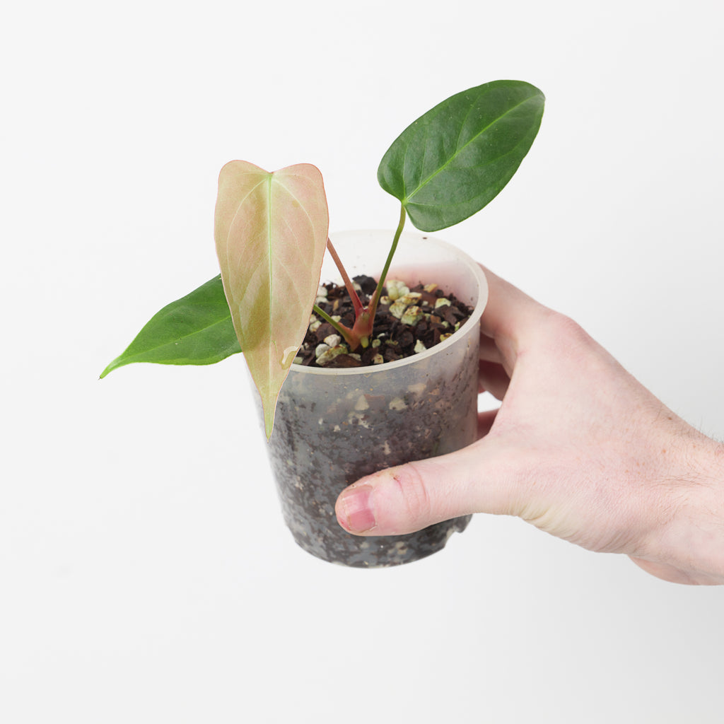 その他観葉植物 hapiAnthurium subsignatum その他観葉植物 hapiAnthurium subsignatum その他観葉植物