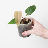 Anthurium magnificum x subsignatum