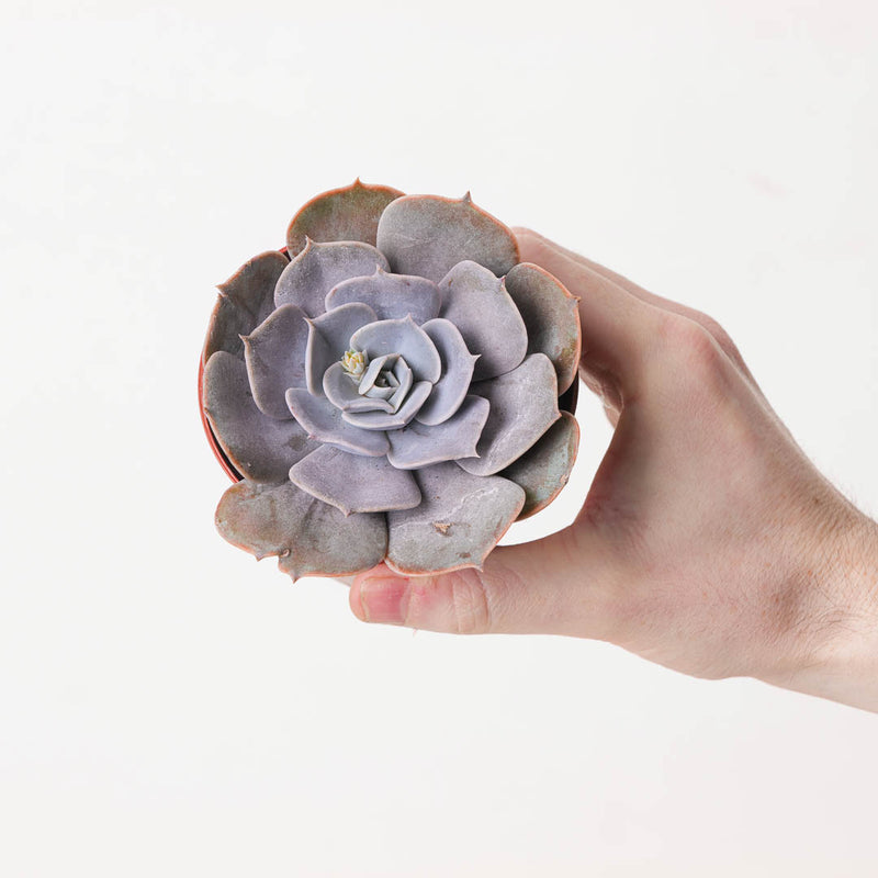 Echeveria runyonii Plants GrowTropicals