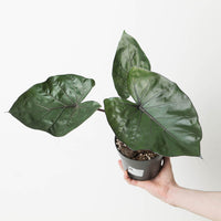 Alocasia 'Metalhead'