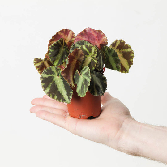 Begonia Cleopatrae 7cm Plants GrowTropicals