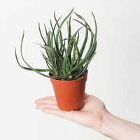 Aloe 'Hummingbird'