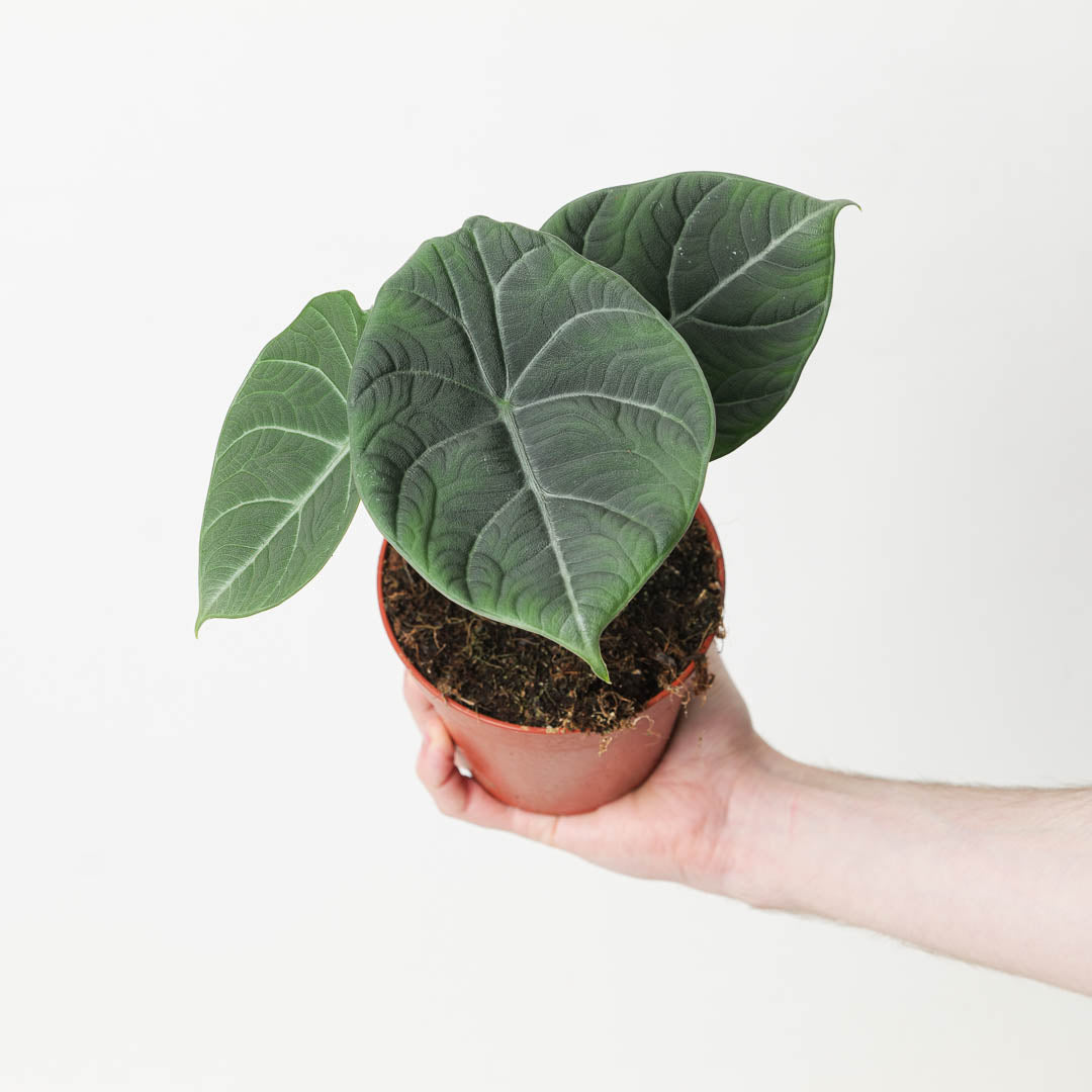 anthurium maharani Alocasia 'Maharani' | Plants