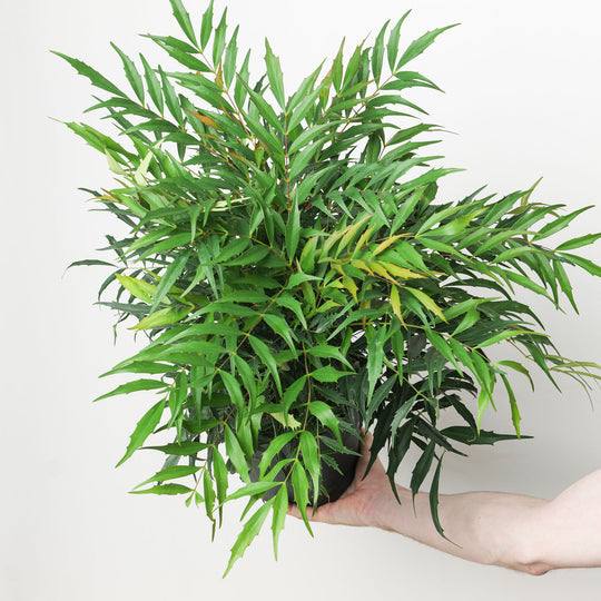 Mahonia eurybracteata subsp. ganpinensis 'Meteor' Plants - Outdoor GROW TROPICALS